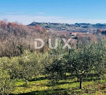 ISTRA, BUJE - 5,8 ha prekrasnog maslinika s gospodarskim objektom - cover
