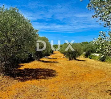 ISTRA,BALE - Maslinik s predivnim maslinama - cover