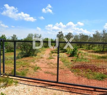 ISTRA, NOVIGRAD - Prostrani maslinik s 300 maslina i gospodarskim objektom - cover