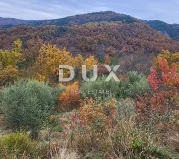 ISTRA, BUZET - Prostrano poljoprivredno zemljište s maslinikom - cover