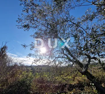 ISTRA, ROVINJ - Kuća s prekrasnim vinogradom i maslinikom - cover