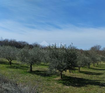 ISTRA,PULA- maslinik na prodaju! - cover