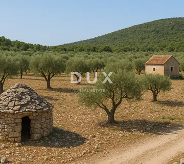 OTOK BRAČ - Uređeni maslinik, 200 maslina, bunja i poljoprivredna kućica - Sutivan