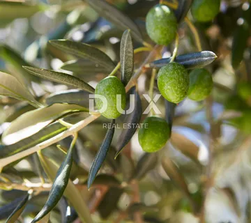 ISTRA, FUNTANA - Poljoprivredno zemljište - cover