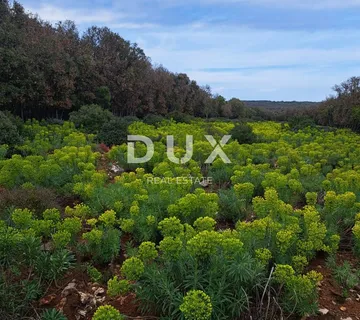 MALI LOŠINJ, PUNTA KRIŽA - poljoprivredno zemljište - cover