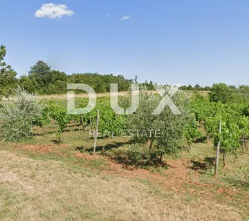 ISTRA, BALE - Poljoprivredno zemljište s bogatim vinogradom i maslinikom - cover