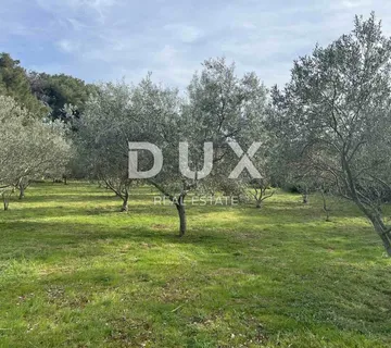 MALI LOŠINJ - Maslinik sa 210 maslina te vodom i strujom 200m od mora - cover