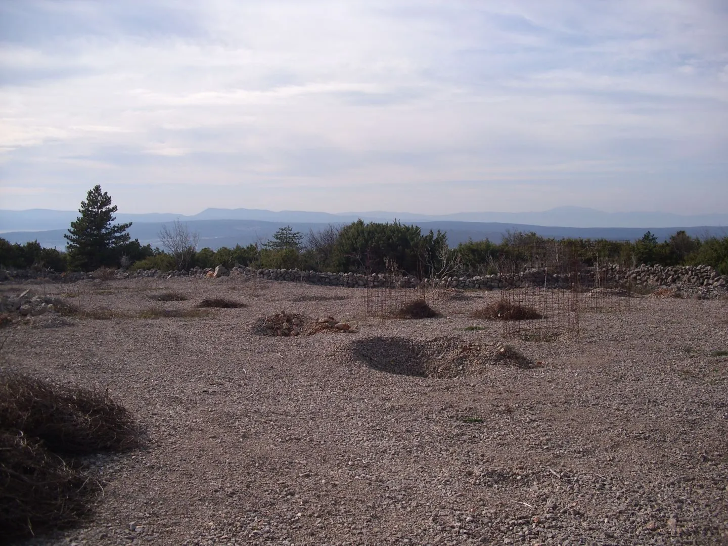 OTOK KRK, PUNAT - Maslinik na 3620 m2 - cover