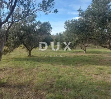 ZADAR, PRIVLAKA - Maslinik s 48 maslina 370 metara od mora! - cover