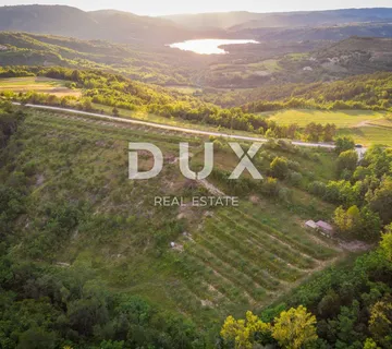 ISTRA, CEROVLJE, GRIMALDA – Maslinik među brežuljcima, 280 stabala na 2,4 ha - cover