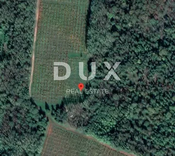 ISTRA, LABIN - Vinograd i šuma - cover