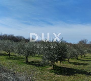 ISTRA, PULA- prostran maslinik na prodaju! - cover