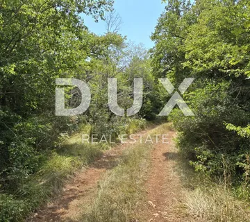 ISTRA, BARBARIGA, MANDRIOL - Prostrana šuma - cover