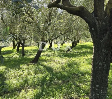 ISTRA, PIĆAN - Građevinsko zemljište, maslinik, vinograd, oranica, potpuna osama i fantastičan pogled - cover