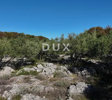 OTOK KRK - Stari maslinik sa 70 maslina i pogledom na more 20€/m2 - cover