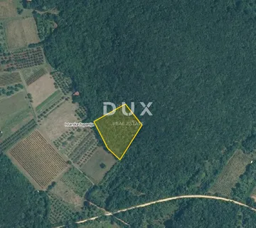 ISTRA, ROVINJ - Maslinik sa 20 godina starim maslinama - cover