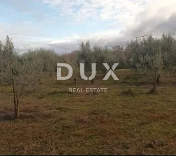 ISTRA, BARBAN - Poljoprivredno zemljište i maslinik 9707 m2! - cover