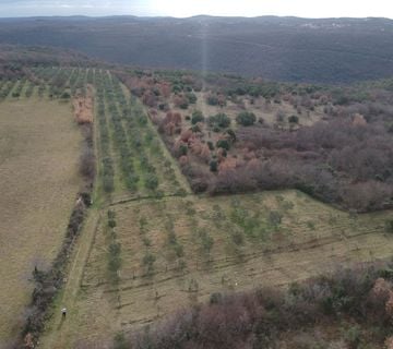 ISTRA, LIMSKI KANAL - Maslinik sa 600 maslina - cover