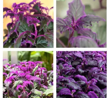 GYNURA - ukrasno bilje - cover