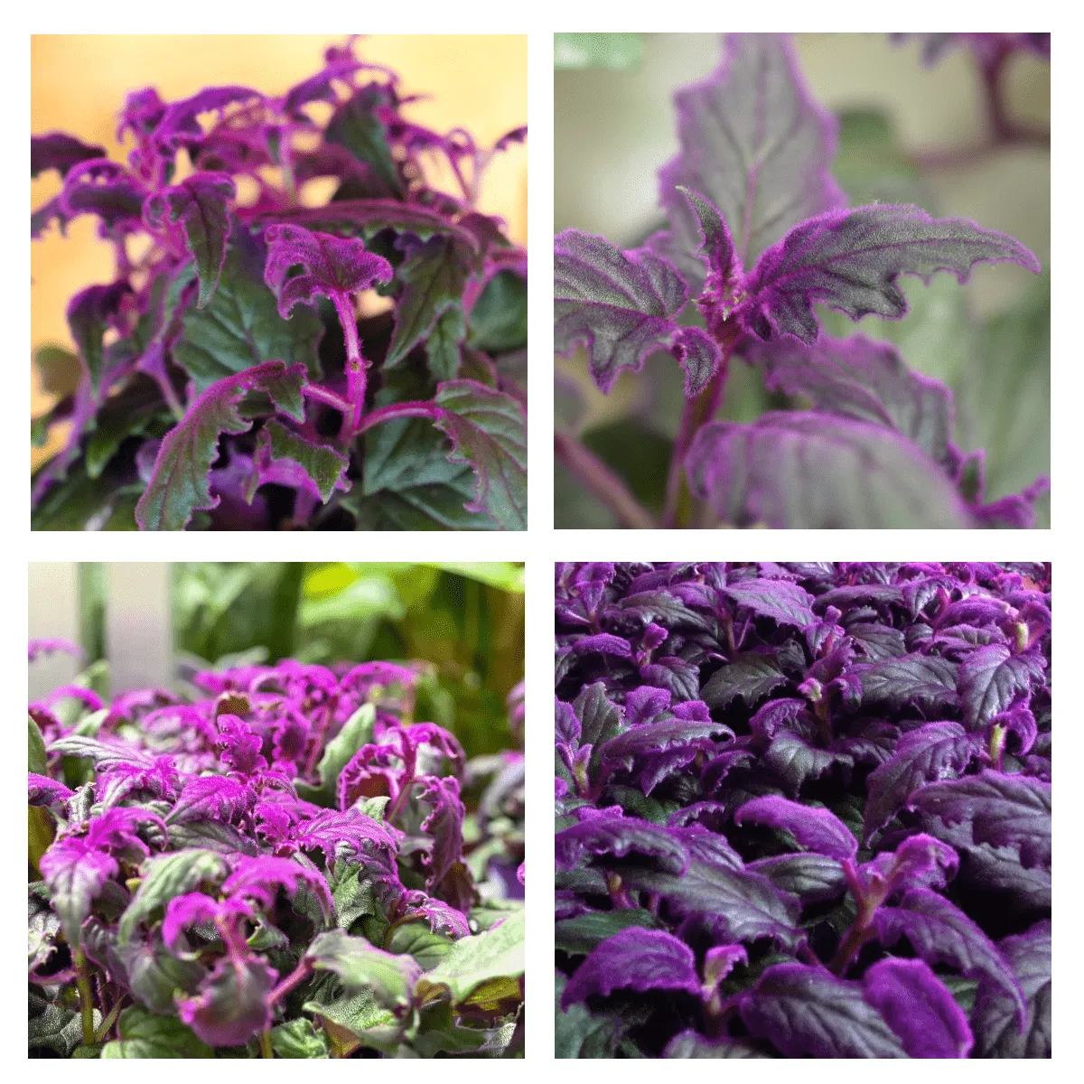 GYNURA - ukrasno bilje - cover