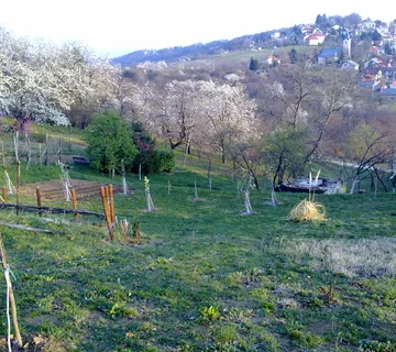 Vočnjak u Šestinama - cover