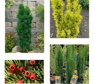 TAXUS BACCATA/tisa - cover