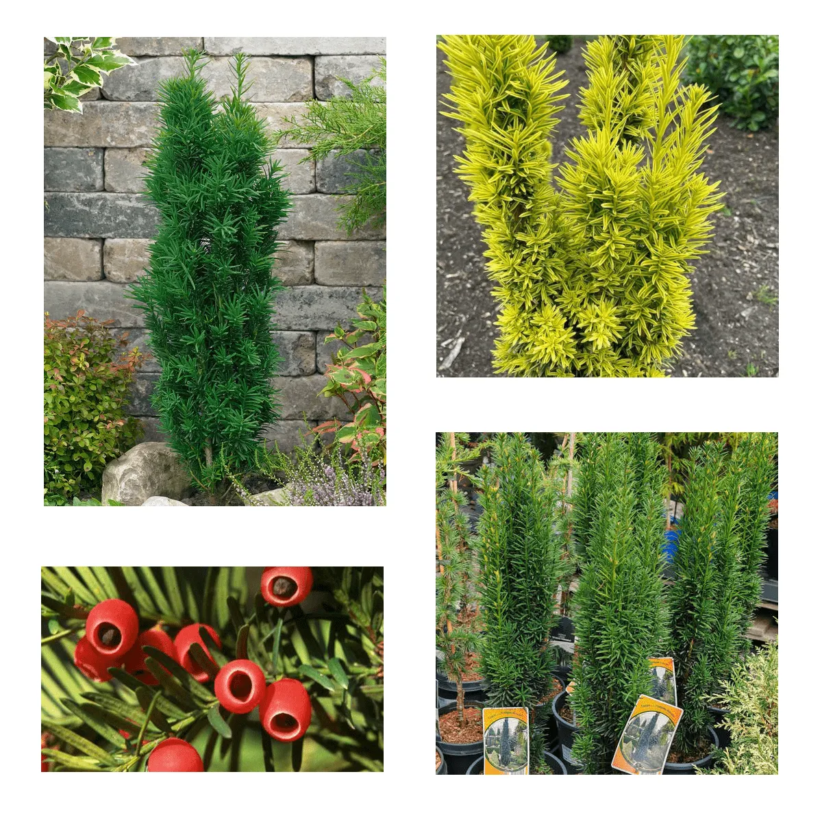 TAXUS BACCATA/tisa - cover