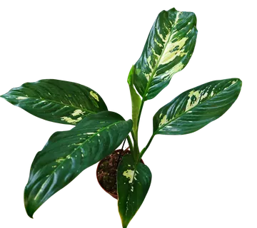DIEFFENBACHIA “Yellow Star” - cover