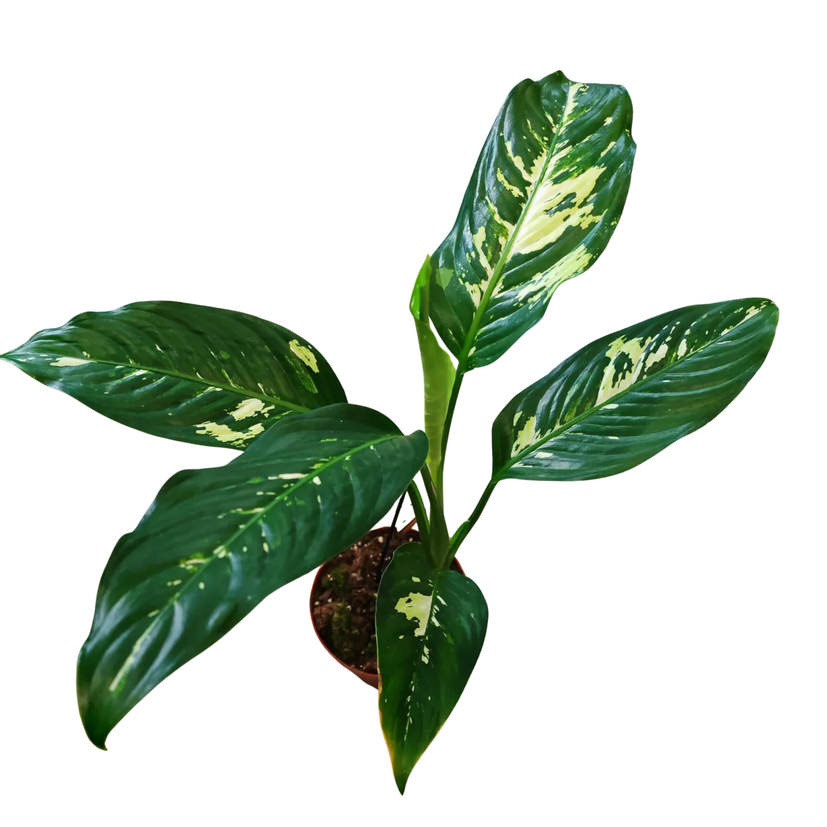 DIEFFENBACHIA “Yellow Star” - cover