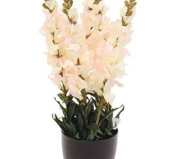 EUROPALMS Antirrhinum, white, 65cm - cover