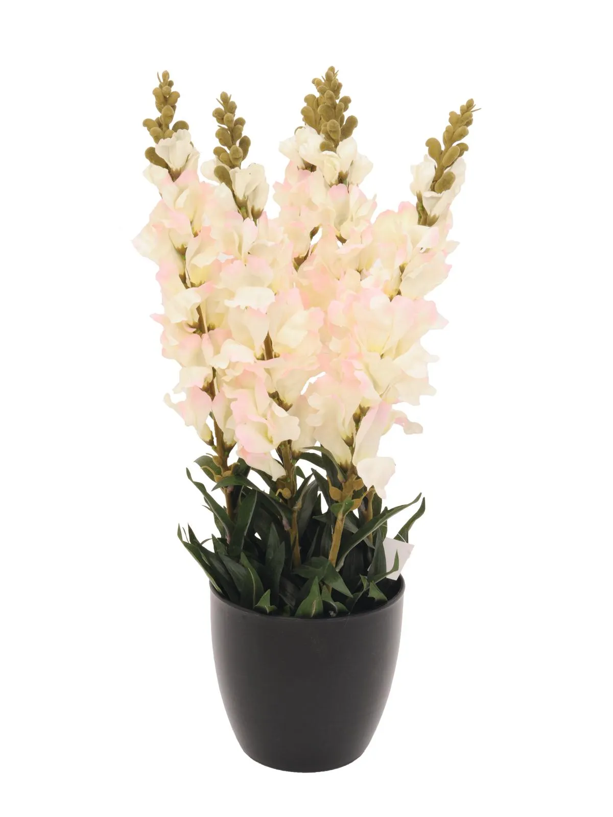 EUROPALMS Antirrhinum, white, 65cm - cover