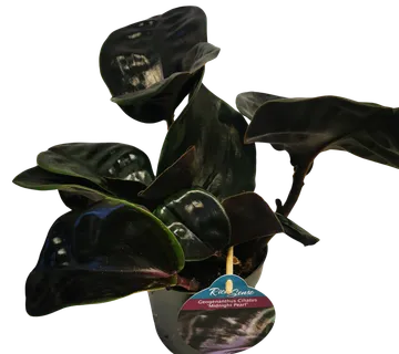 GEOGENANTHUS CILI. “Midnight Pearl” - cover