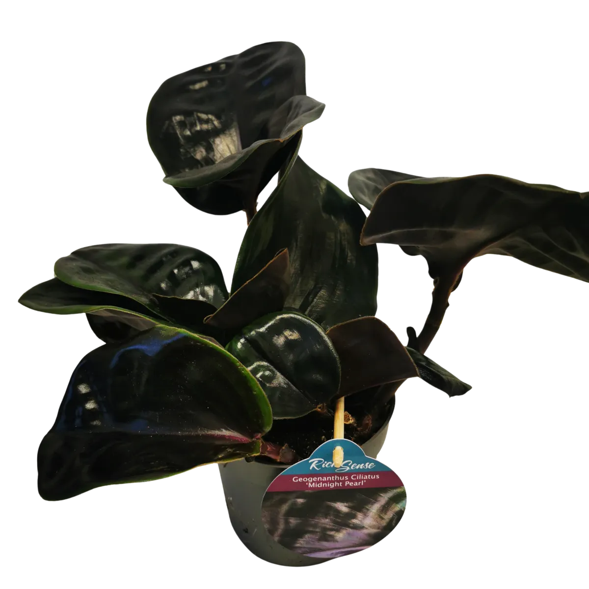 GEOGENANTHUS CILI. “Midnight Pearl” - cover