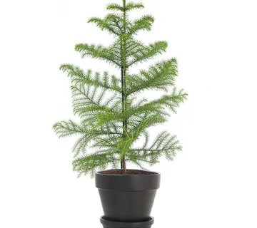 ARAUCARIA HETEROPHYLLA - cover