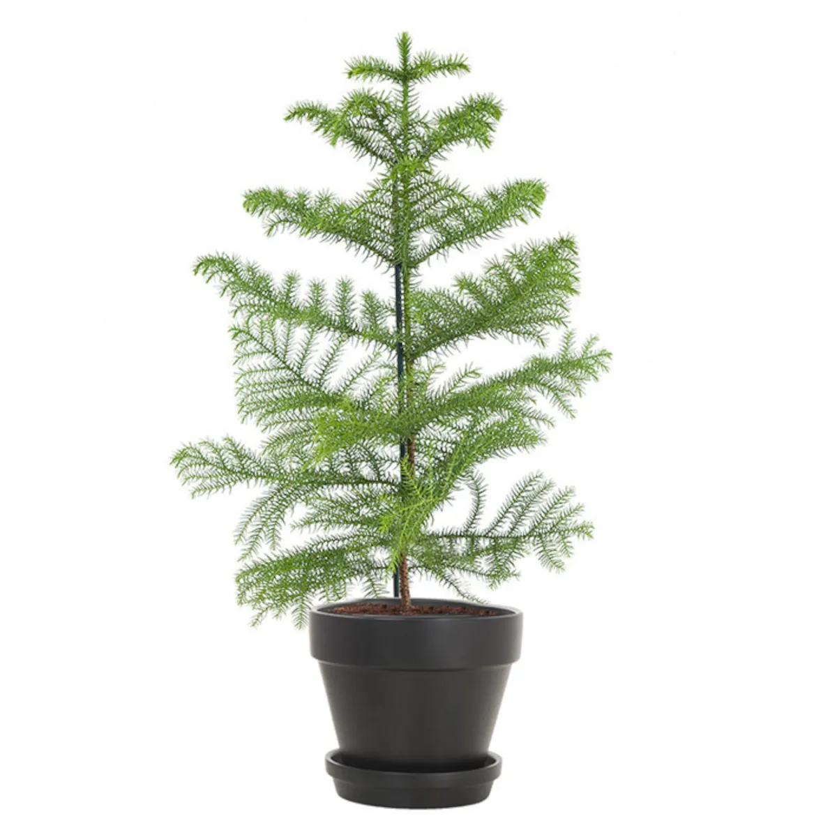 ARAUCARIA HETEROPHYLLA - cover