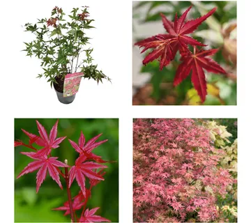 ACER PALMATUM “Beni Maiko” - cover