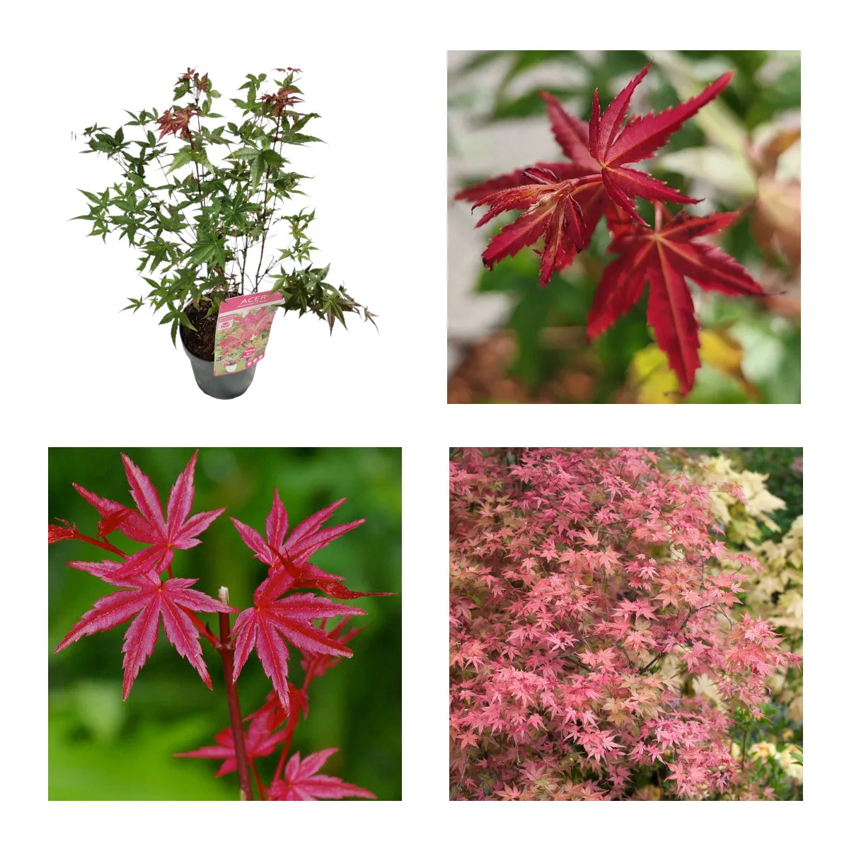 ACER PALMATUM “Beni Maiko” - cover