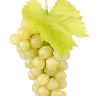 Bijelo grožđe *Fruit Club* - cover