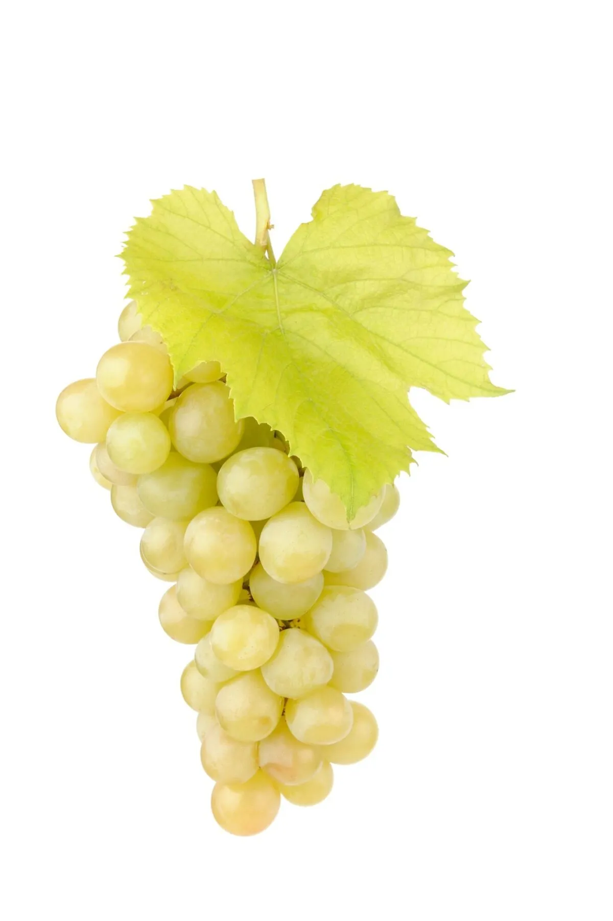 Bijelo grožđe *Fruit Club* - cover