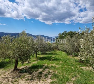 Maslinik,38000m2,850 maslina,pogled na jezero - cover