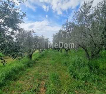 Poljoprivredna zemljišta,maslinici,vinogradi,23000m2_ - cover