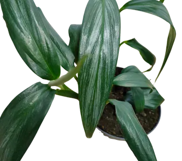 EPIPREMNUM AMPL “Silver Stripe” - cover