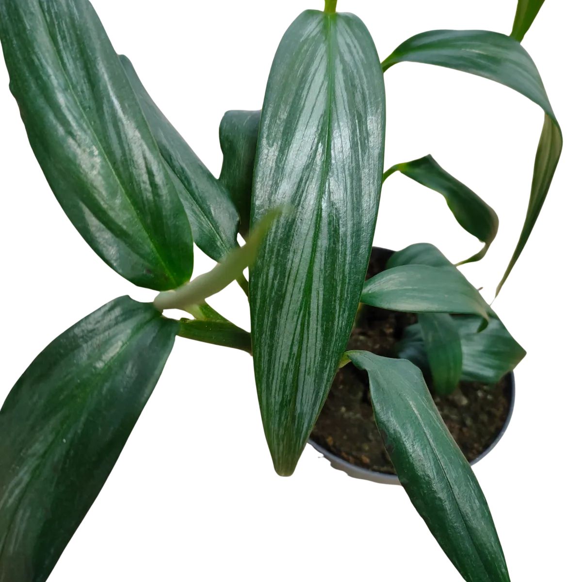 EPIPREMNUM AMPL “Silver Stripe” - cover