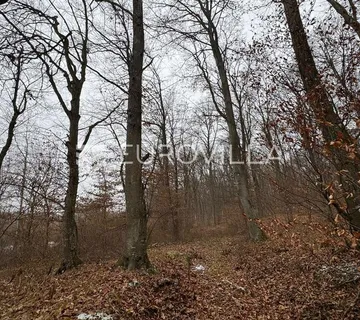 Levanjska Varoš, šume i zemljišta, ukupno cca 60 ha
