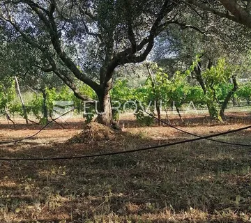 Istra, Rovinj, poljoprivredno zemljište 8271 m2