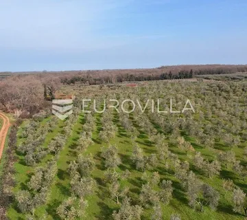 Brtonigla, Poljoprivredno zemljište s maslinikom