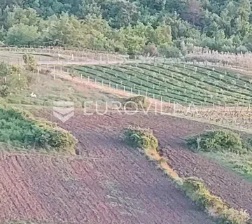 Istra, Draguć, poljoprivredno zemljište pogodno za vinograd 11174m2 tik ispod naselja - Draguć, Cerovlje