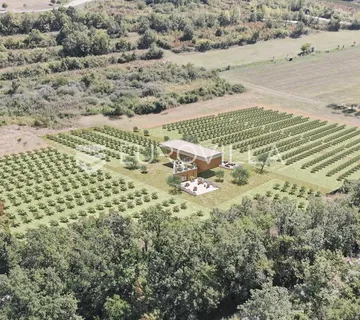 Istra, predivno zemljište 26.700 m² pogodno za vinograd sa vinskim podrumom - cover