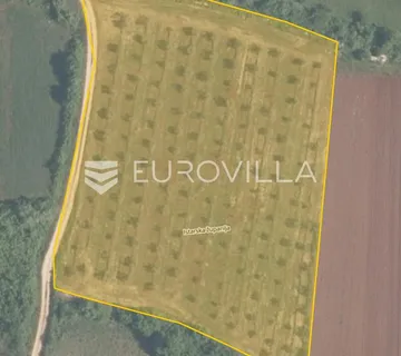 Istra, Tar, poljoprivredno zemljište s maslinikom 7628 m2 - cover