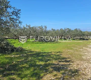 Šolta, Grohote, odlično održavan maslinik površine 2.422 m² - cover